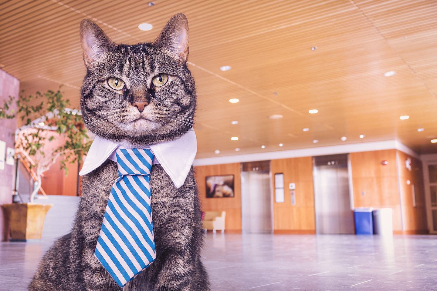 Facebook Workplace senza gattini